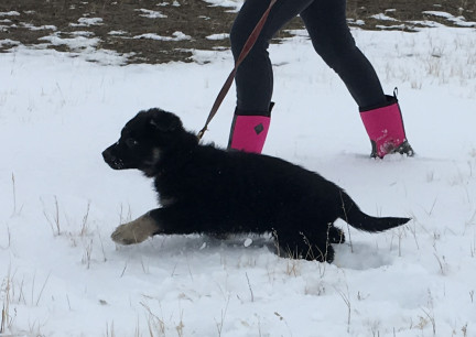 Moving Out On Leash 2018-01-18