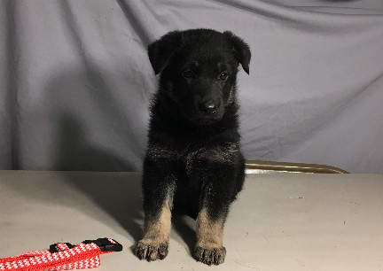 Female TT German Shepherd Dog Puppy 2017-09-14