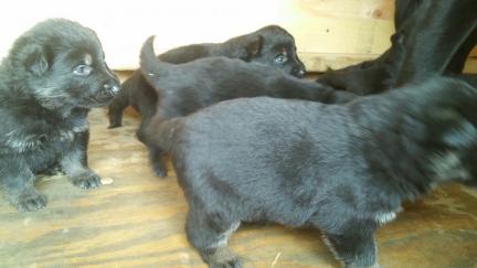 Titus x Turquoise Pups 2016-10-14