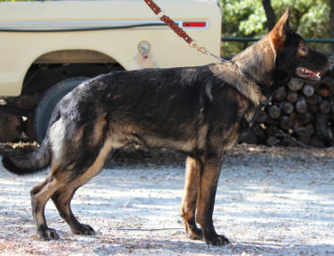 Yago, Texas Tea & Turquoise Sire