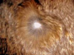 Augouti Rabbit Pattern 1