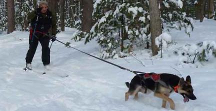 skijouring GSD