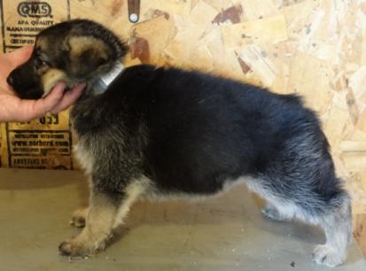 Tekoa Side View 5 weeks old