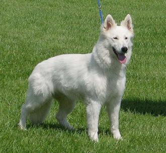 White Shepherd Female